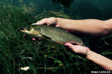 Grass carp